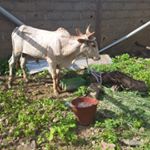 Profile Picture of Amidou (@amidou3862) on Instagram