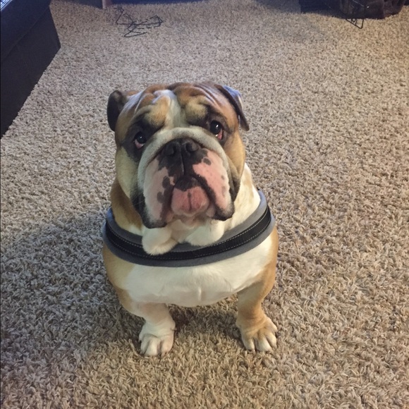 Profile Picture of Sofia Kennedy (@skennedy1986) on Poshmark