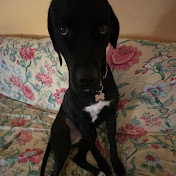 Profile Picture of Lorenzo Coletta (@lorenzocoletta8481) on Youtube