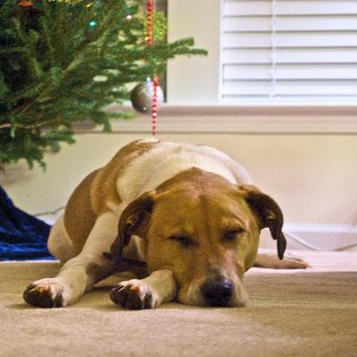 Profile Picture of Daniella Trujillo (@daniellatru) on Twitter