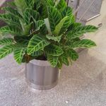 Profile Picture of Smitha George (@smitha.george.716) on Instagram