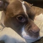 Profile Picture of Andrew Golia (@andrew.golia.1) on Facebook