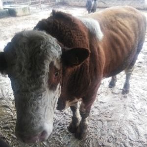 Profile Picture of Pata Larga (@JulioServin15) on Twitter