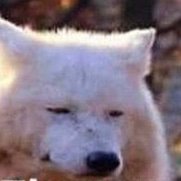 Profile Picture of KurtBoone (@KurtBoone4) on Twitter