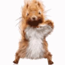 Profile Picture of McGregory Squirrel (@McGregorySql) on Twitter