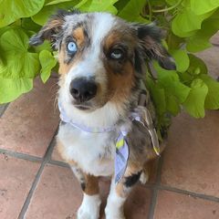 Profile Picture of alpaulamoncrief (@alpaulamoncrief) on Tiktok