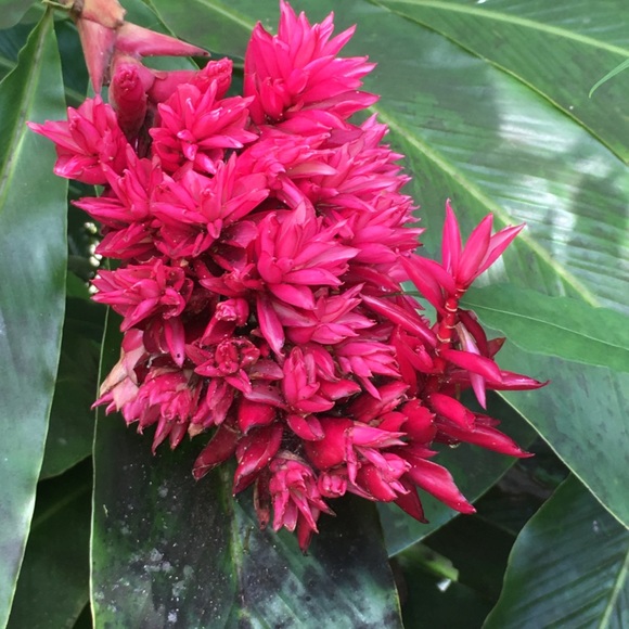 Jo anne De leon - Poshmark Profile Picture of Jo anne De leon (@jobelton) on Poshmark