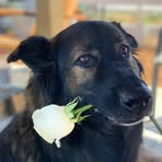 Profile Picture of Tony Milazzo (@tony.milazzo.12382) on Facebook