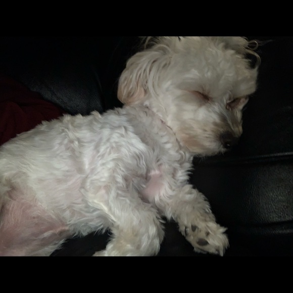 Profile Picture of Pia Beaini (@piabeaini) on Poshmark