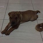 Profile Picture of Janette Kygo Katniss (@jkksharpei) on Instagram