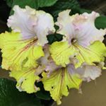 Profile Picture of Николай Стоянов (@streps_odessa) on Instagram