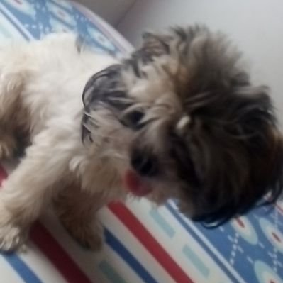 Profile Picture of Samuel David Guevara (@SamuelDavidGue9) on Twitter