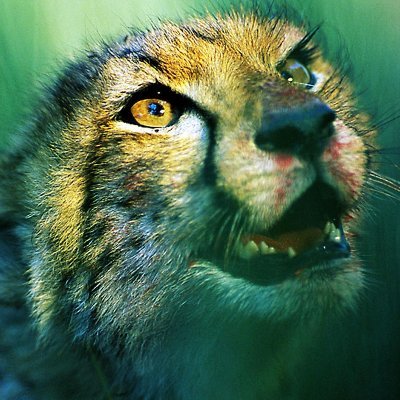 Profile Picture of Chris Holderman (@Crimsoncheeto) on Twitter