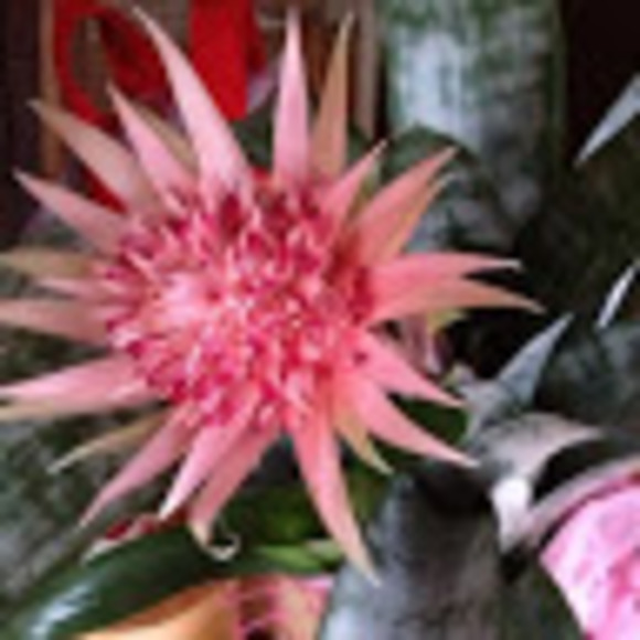 Profile Picture of Heidi Simone (@zululah) on Poshmark