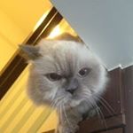 Profile Picture of OwenTang (@tang.owen) on Instagram