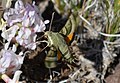 Profile Picture of Proserpinus clarkiaeon Wikipedia