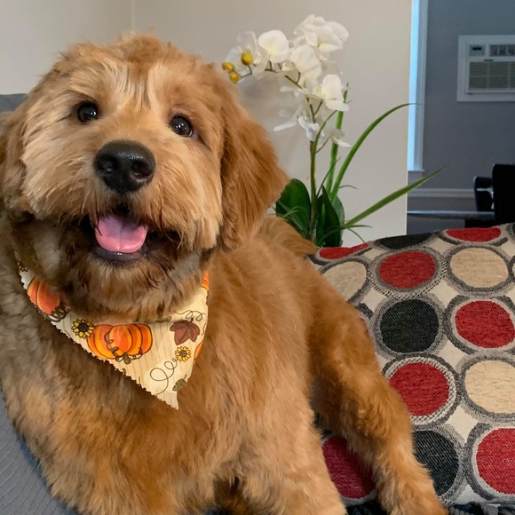 Profile Picture of Myolie Myolie (@vytdang26) on Poshmark