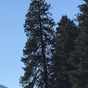 Profile Picture of Nancy Shields (@Nanbeeks) on Youtube