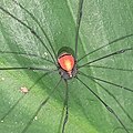 Profile Picture of Jussara (harvestman)on Wikipedia