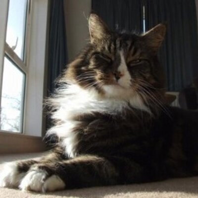 Profile Picture of My Smug Cat (@MYSMUGCAT) on Twitter