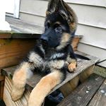 Profile Picture of daniel kozan (@daniel.kozan) on Instagram