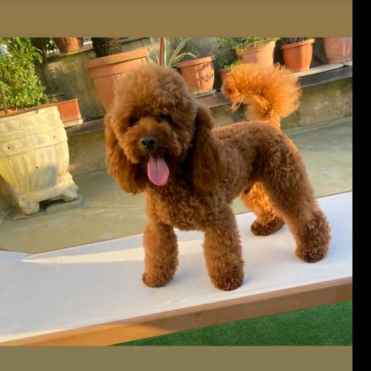 Profile Picture of Mario Ferrante (@marioferrante0) on Tiktok