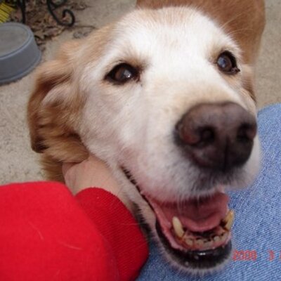 Profile Picture of Lisa M. Shapiro (@winidapu) on Twitter