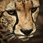 Profile Picture of David Cohee (@forevercool1976) on Instagram