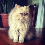 Profile Picture of Purretha Franklin (@hermeowjestypurretha) on Instagram