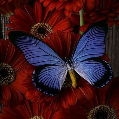 Amapola Alvarez - Twitter Profile Picture of Amapola Alvarez (@AlvarezAmapola) on Twitter