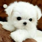 Profile Picture of Carollyne Cassandra (@carollynecass_) on Instagram