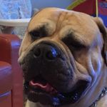 Profile Picture of David Edghill (@dieseldaveedghill) on Instagram