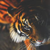 Profile Picture of Scott Schneider (@scottschneider3394) on Youtube