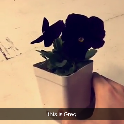 Profile Picture of Greg The Flower (@GregTheFlower) on Twitter