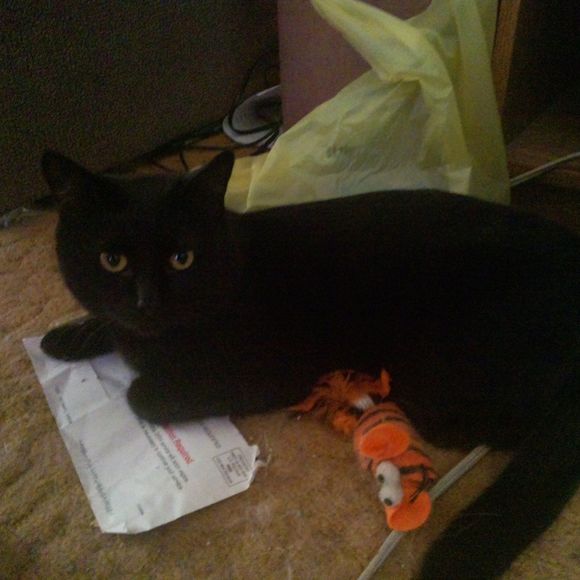 Profile Picture of Lyle Humann (@humannl) on Poshmark