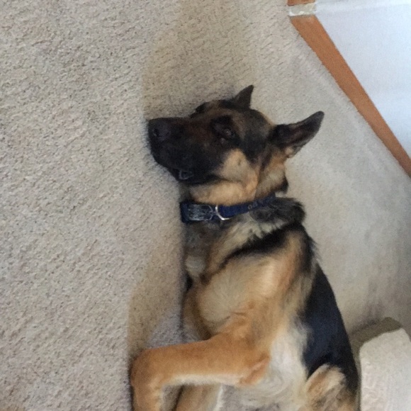 Profile Picture of Melissa Taubenheim (@mtauby) on Poshmark