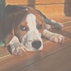 Profile Picture of dannybeagle (@@dannybeagle) on Tiktok