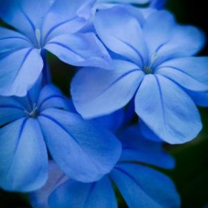 Profile Picture of Amal Mohammad (@amalmohammad88) on Twitter