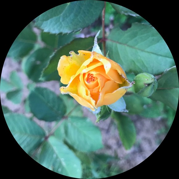 Profile Picture of Lisa Gillespie (@lgillespie914) on Poshmark