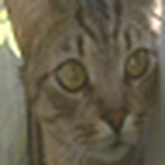 Profile Picture of Ralph Emerson (@spiritwolf642003) on Flickr