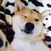 Profile Picture of Tyler Galloway (@tylerjgalloway) on Pinterest