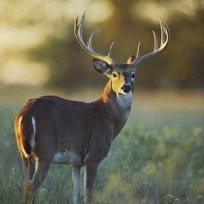 Profile Picture of Greg Kemper (@gkemper17) on Twitter
