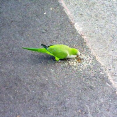 Profile Picture of Marc Coca Abril (@Parritorwings) on Twitter