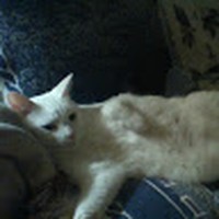 Profile Picture of Paula Harkey (@paula-harkey) on Quora
