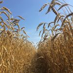 Profile Picture of Matthew Willemse (@matthew__willemse) on Instagram