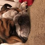 Profile Picture of Murray Fleming (@murraythebulldog333) on Instagram