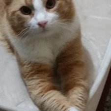 Profile Picture of Jessy Valeska Chacon (@jessyvaleska8) on Twitter