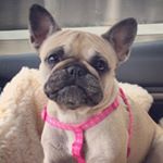 Profile Picture of Ruthie Beatrice (@ruthiethefrenchie) on Instagram