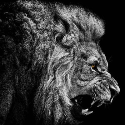 Profile Picture of Cesar I. Ramos Gama (@CesarRaYosGama) on Twitter