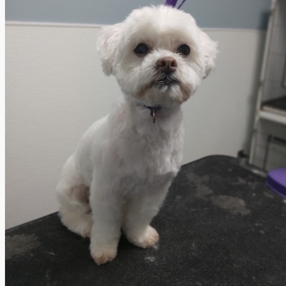 Profile Picture of Hieu Nguyen (@hhiieeuu) on Poshmark